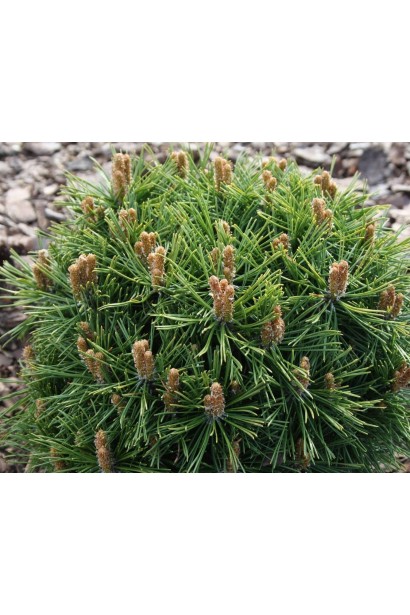 Pinus Mugo Benjamin 